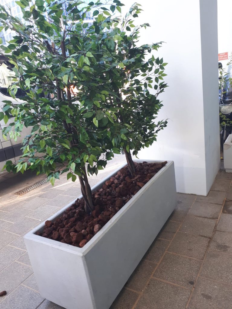 צמחיה מלאכותית בעדנית