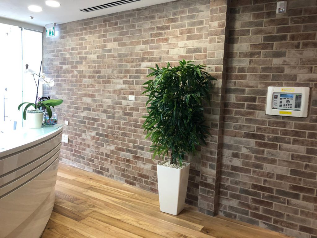 פיקוס ירוק גבוה