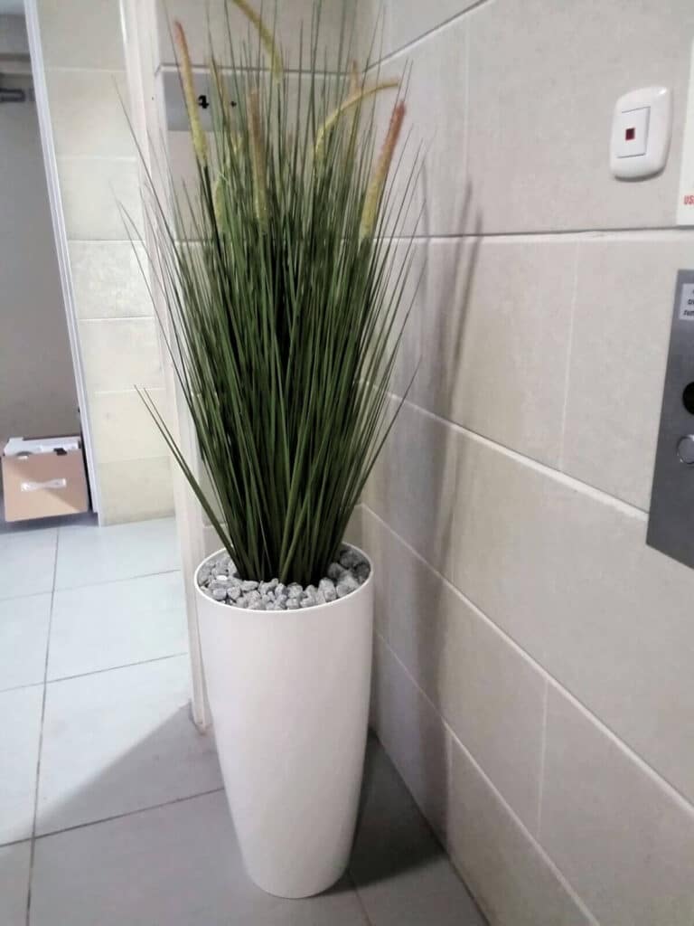 זיו נוצה 1.5 מטר