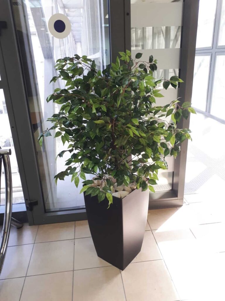 פיקוס צבע ירוק