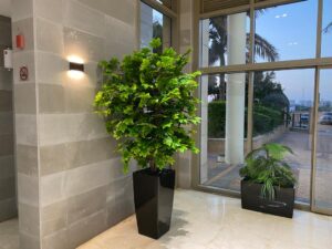 עצי פיקוס/ מייפל 2.00 מ'