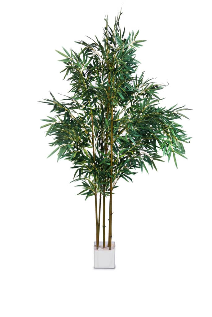 עציץ במבוק למשרד