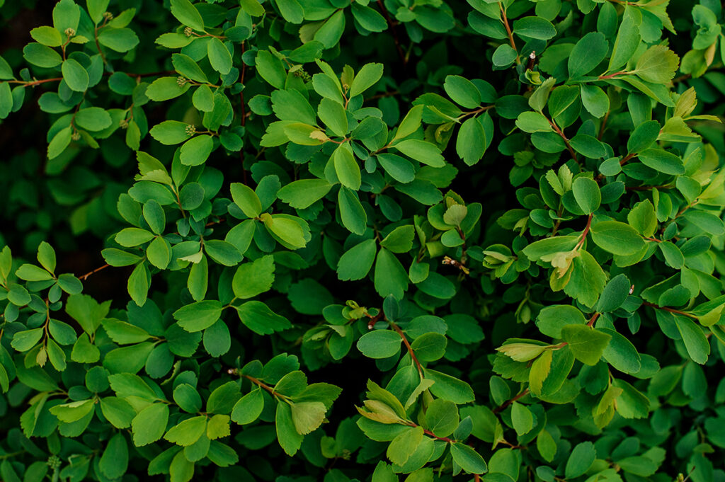 קיר ירוק צמחייה מלאכותית