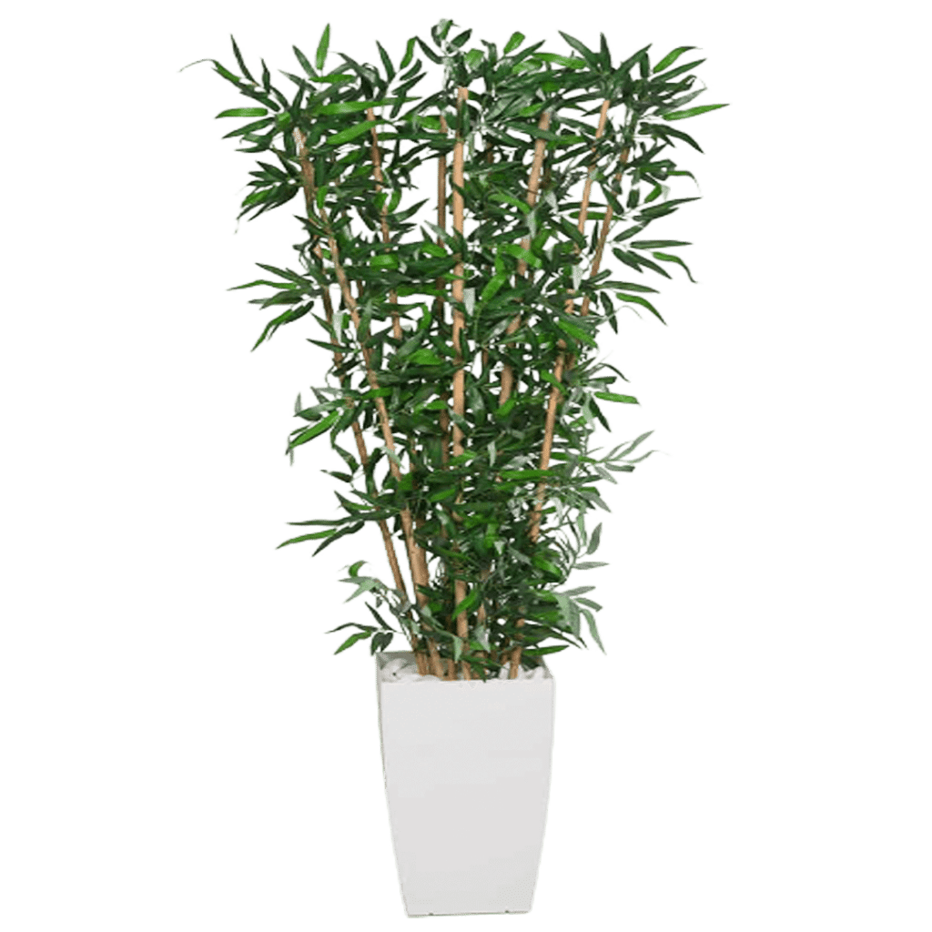 במבוק כד לבן