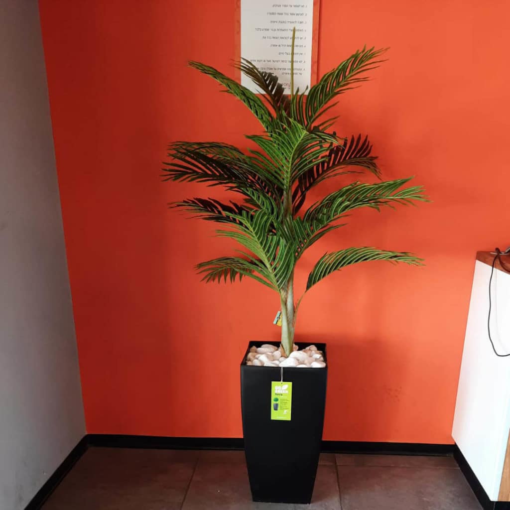 עץ דקל בכד שחור