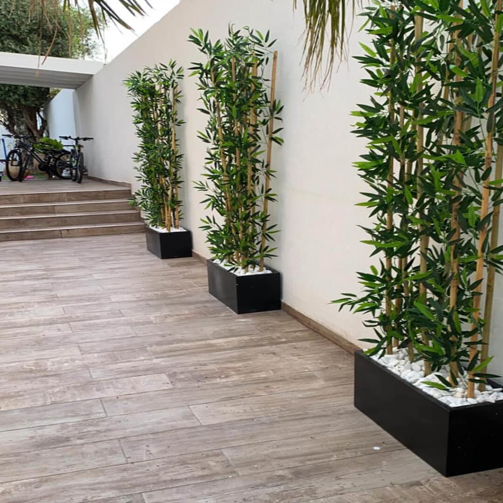 קני במבוק באדנית