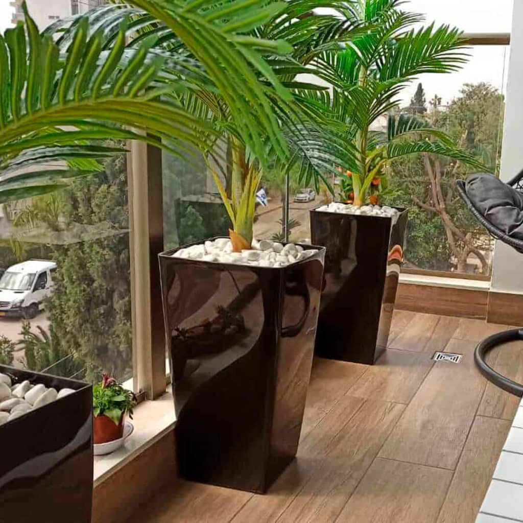 עץ דקל בכד שחור מרובע