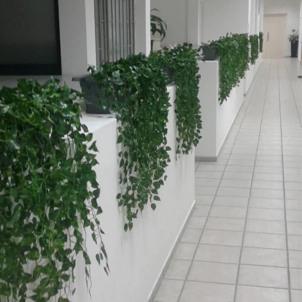 צמחיה ירוקה נופלת