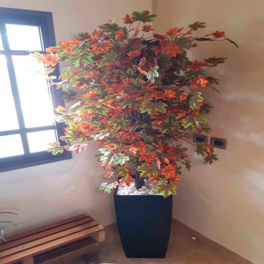 מייפל צבעוני כד שחור