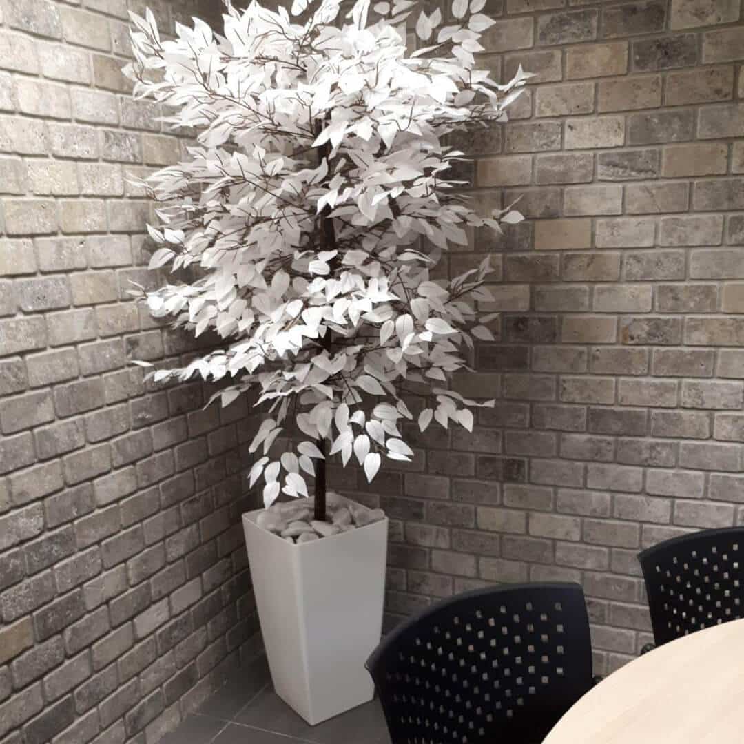 פיקוס לבן 1.80 מטר