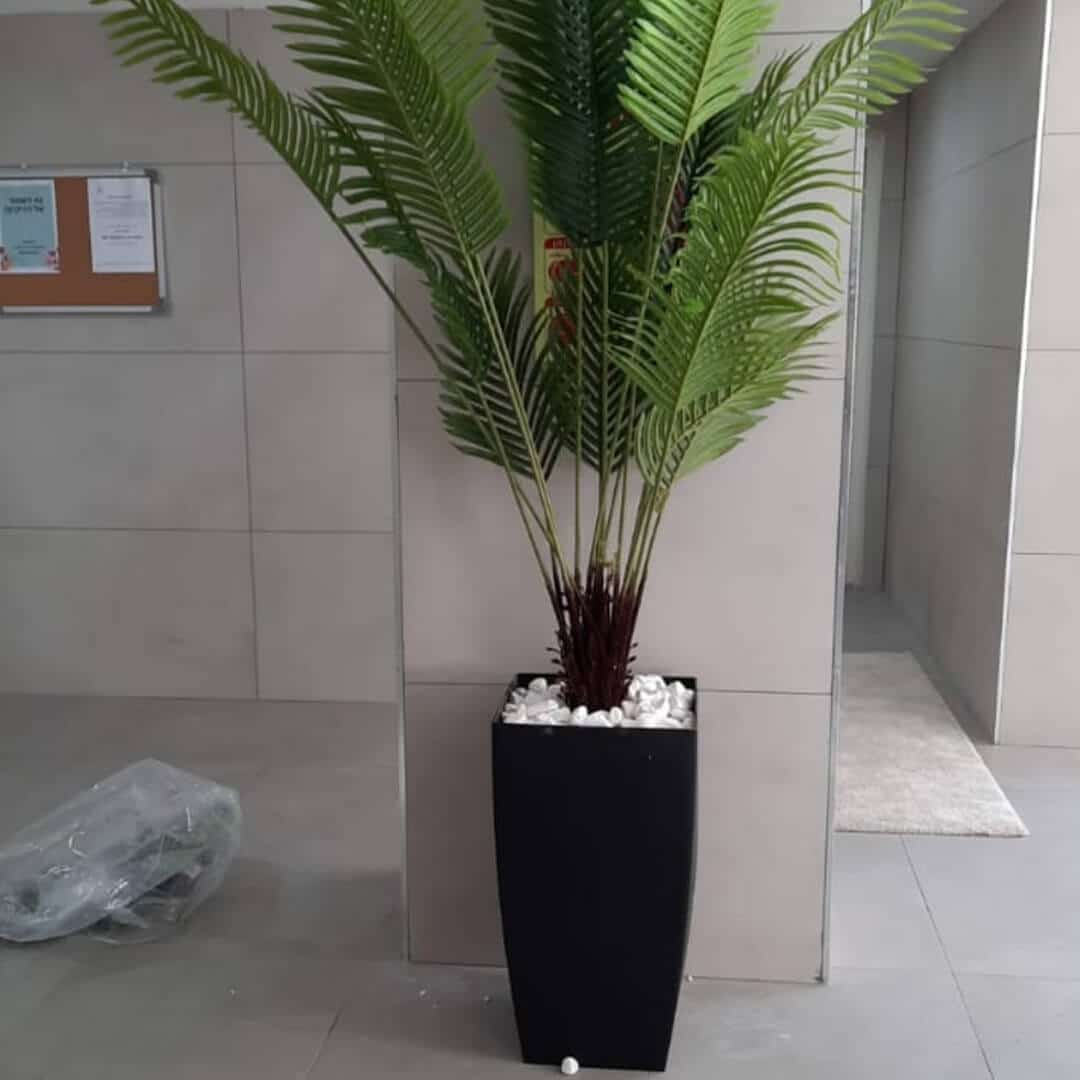 דקל 2.10 מ' בכד טרפז 66