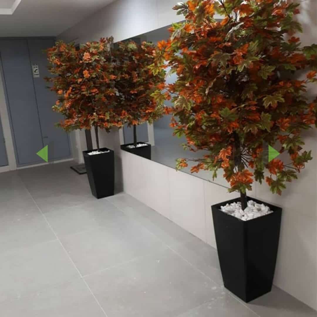 מייפל צבעוני 1.80 מ'