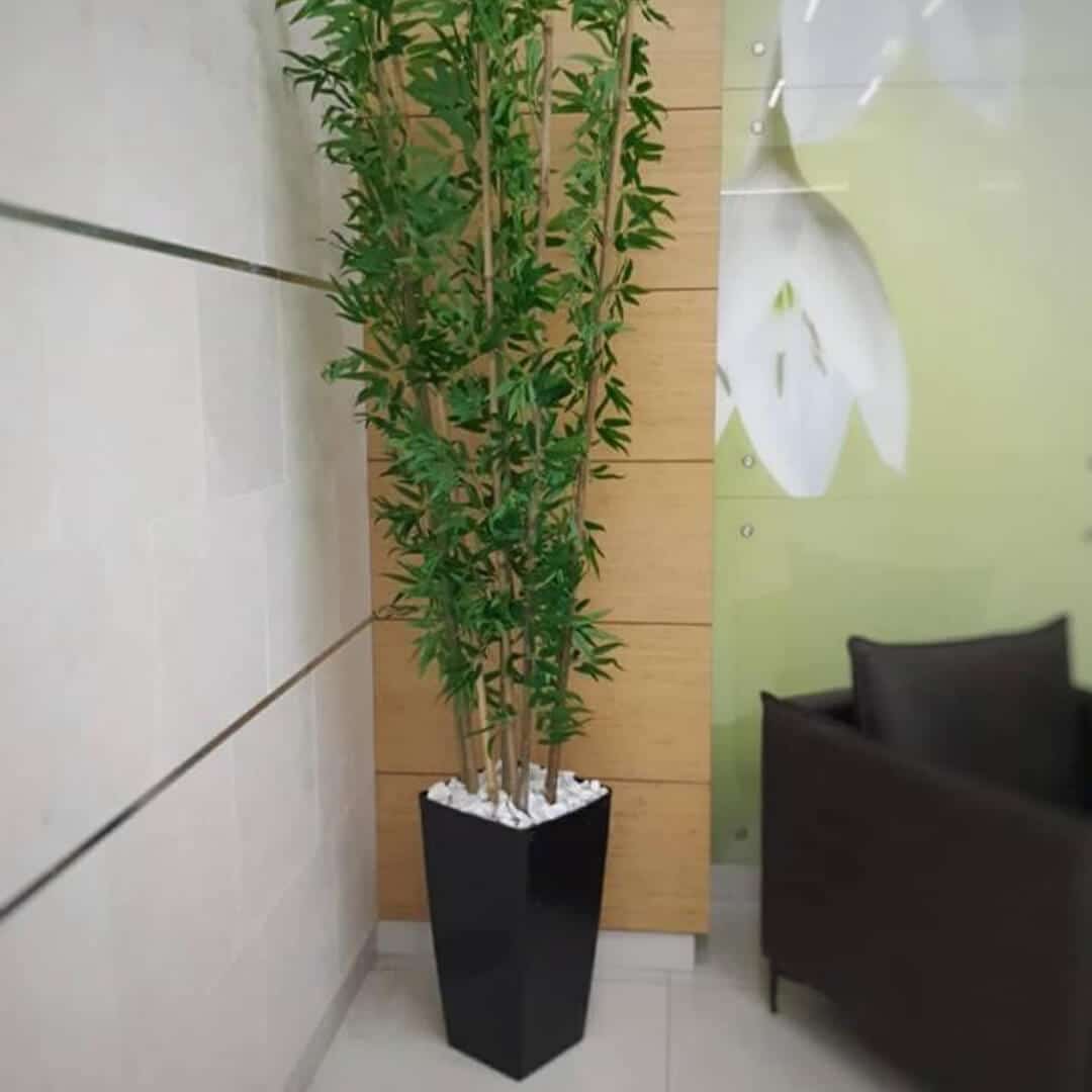 קני במבוק 1.80 מ' בכד טרפז 56