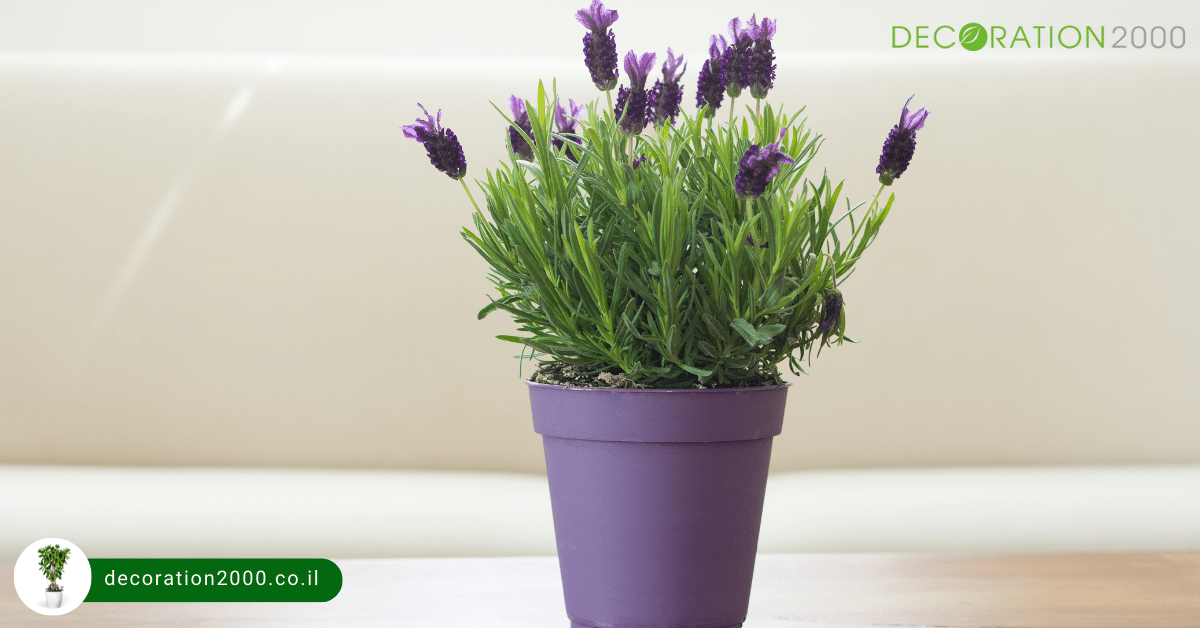 צמחיה מלאכותית