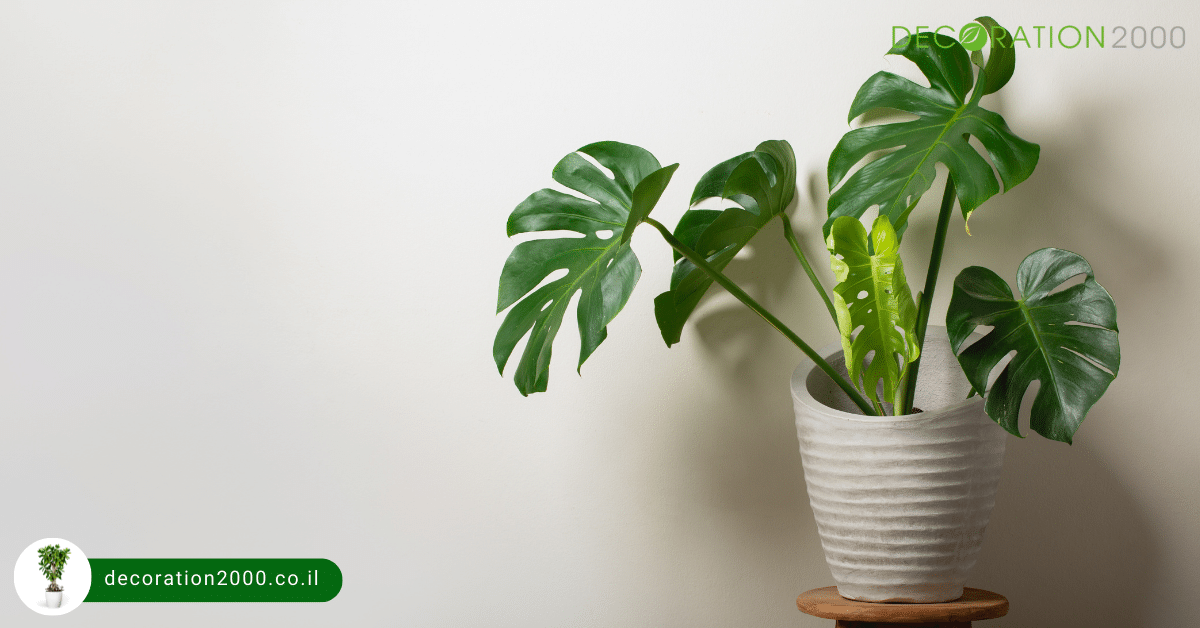 צמחיה מלאכותית