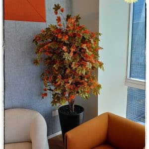 מייפל מגוון