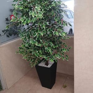 פיקוס ירוק מגוון