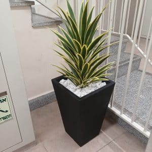 יוקה מגוונת