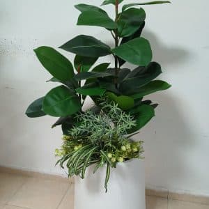 שיח פיקוס גומי קוקטייל צמחיה