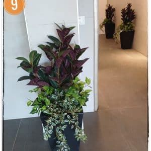 קוקטייל צמחים