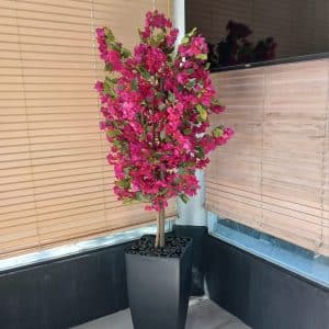 עץ בונגוביליה