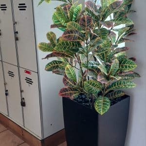 שיח קרטון עשיר בכלי