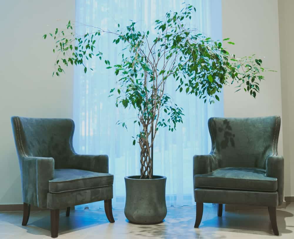 עץ מלאכותי ללובי