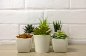 צמחיה מלאכותית לרכישה